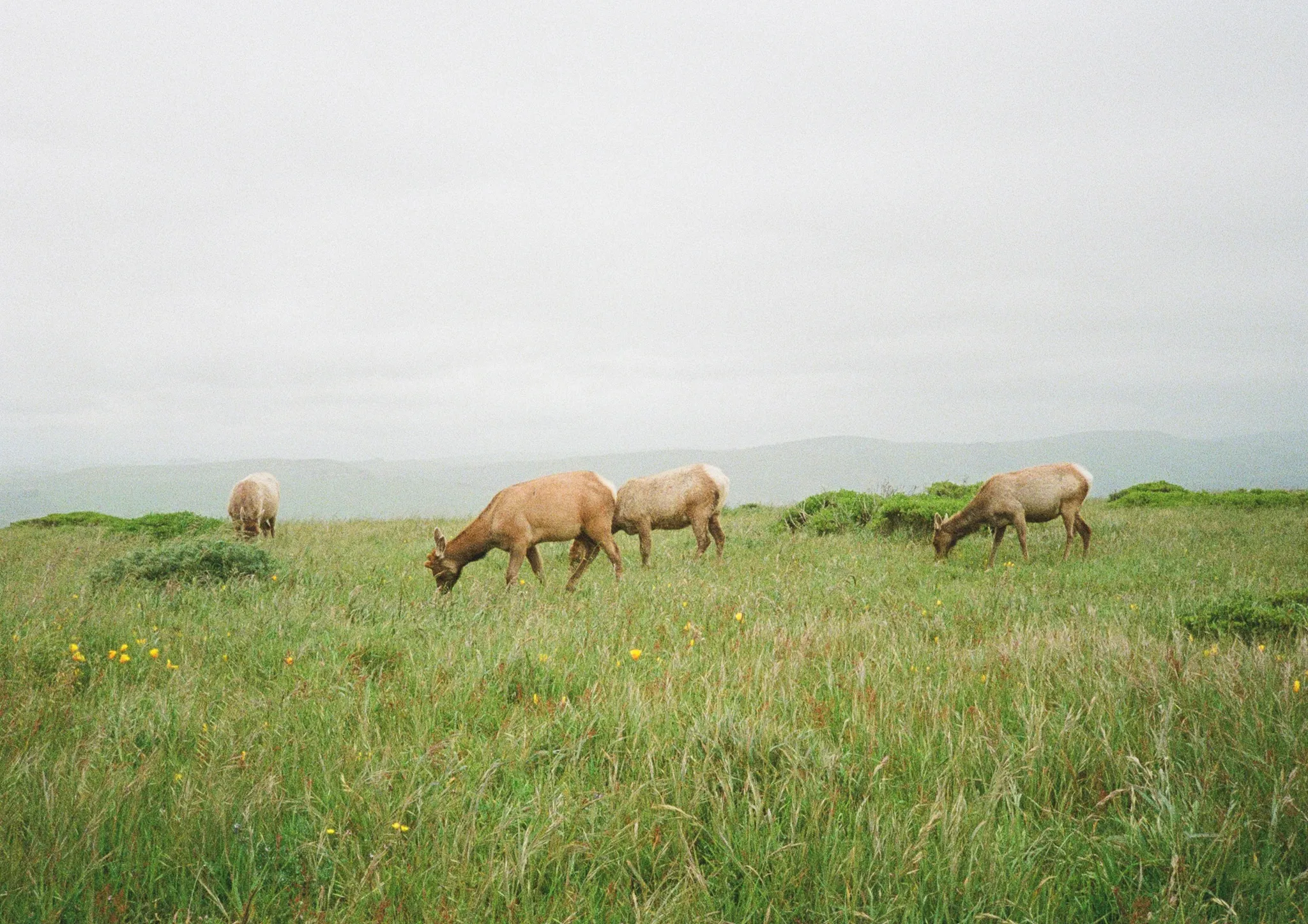 Point Reyes coastline